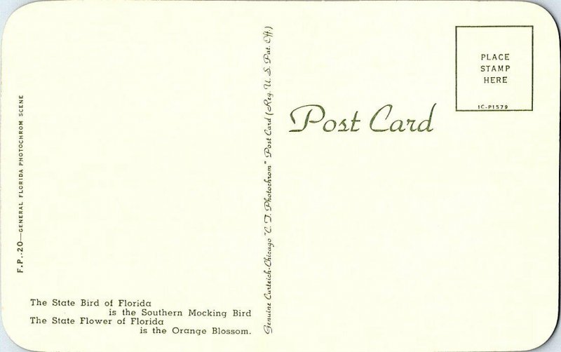 State Bird State Flower Florida Vintage Postcard Standard View Card
