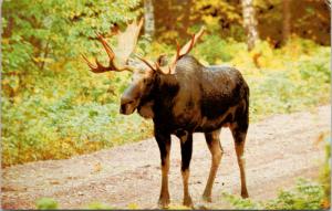 Bull Moose Nimpo Lake BC West Chilcotin Unused Vintage Postcard D74