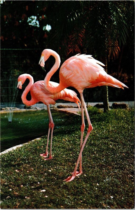 Colorful Flamingos Florida FL Parrot Jungle Miami Postcard VTG UNP Koppel Unused 