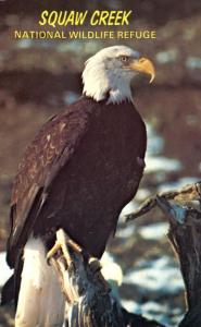 Bald Eagle at Squaw Creek Wildlife Refuge - Mound City, Missouri