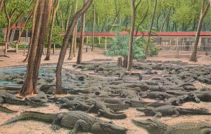 United States St. Augustine Florida alligators at the Alligator-Ostrich Farm