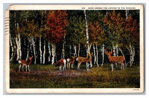 Postcard CO Deer Among The Aspens Rockies Colorado Vintage Standard View Card