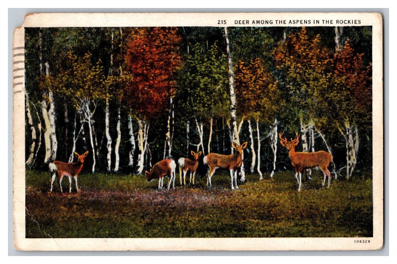 Postcard CO Deer Among The Aspens Rockies Colorado Vintage Standard View Card