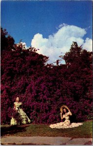 Florida Beautiful Girls and Purple Bougainvillea 1952