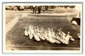 Vintage 1910's RPPC Postcard Cute Ducks in a Pen in the Country