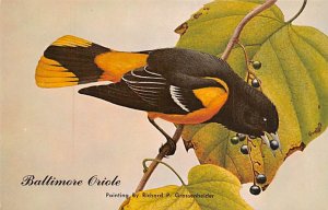 Baltimore Oriole State Bird, Maryland MD s 