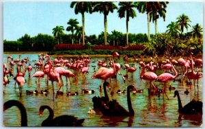 Postcard - Flamingos And Swans On The Infield Lake, Hialeah Race Course, Florida