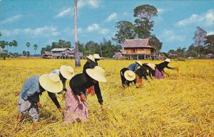 Thailand Farmers Harvesting Rice On The Rice Fields