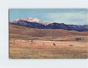 Postcard Home on the Range, Where the Antelope Play, Rocky Mountains
