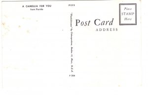 A Camellia for You, from Florida, Flowers