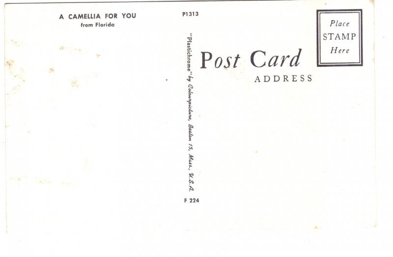 A Camellia for You, from Florida, Flowers