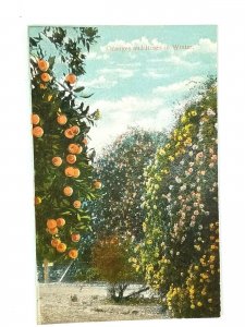 Vintage Postcard 1910's Oranges & Roses Trees in Winter CA California