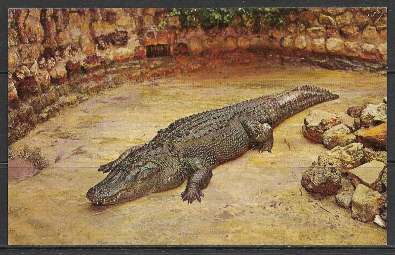 Florida, Sarasota - Huge Alligator - Jungle Gardens - [FL-239]