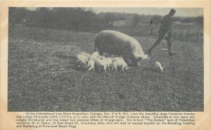 Postcard 1911 Illinois Chicago Farm Agriculture Live Stock Exposition 22-14323