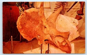 EKALAKA, Montana MT ~ Carter County Museum TRICERATOPS SKULL Dinosaur Postcard
