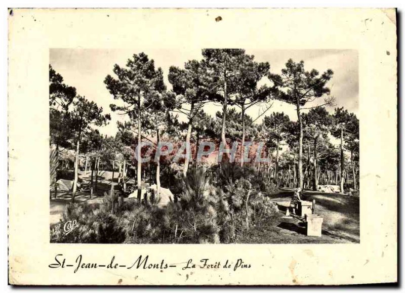 Modern Postcard St Jean De Monts La Foret de Pins