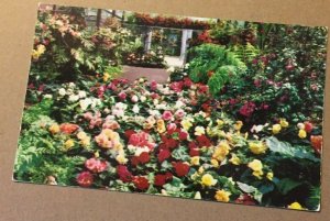 VINTAGE UNUSED POSTCARD ROSECROFT BEGONIA GARDENS, SAN DIEGO, CAL.