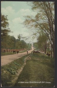 Canada Ontario A Road near PETERBOROUGH Cattle Cows pm1912 Pub by V&Sons ~ DB