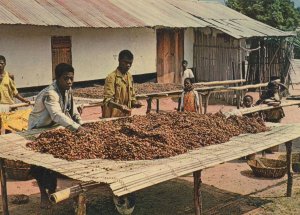 Cocoa Drying Ghana West Africa Postcard