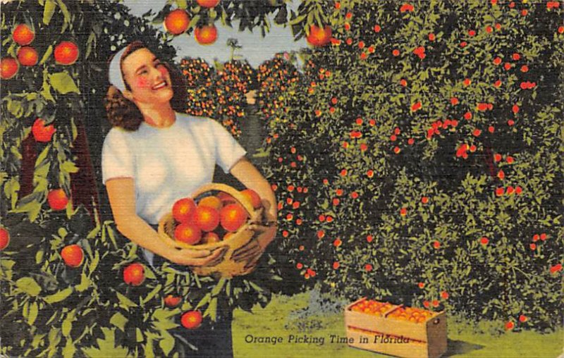 Orange Picking Time Florida, USA Fruit Assorted 1958 