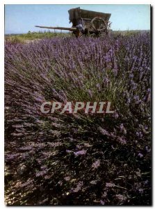 Modern Postcard Lavender in Provence