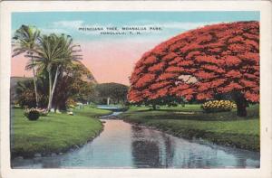 Hawaii Honolulu Poinciana Tree In Moanalua Park