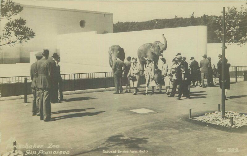 Elephants Redwood Empire San Francisco California RPPC Photo Postcard Zoo 20-184 