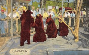 PEORIA Illinois IL   PLAYFUL BEARS & CROWD At GLEN OAK PARK ZOO ca1940s Postcard