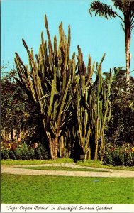 Pipe Organ Cactus Beautiful Sunken Gardens Postcard UNP VTG Unused Vintage 