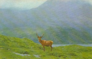 Scotland Postcard - A Monarch of The Glen -TZ3300