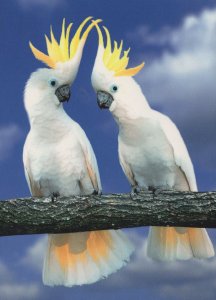 Cockatoo Kakadu Talking Rare Comic German Bird Postcard