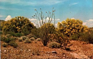 Cactus Palo Verde The State Tree Of Arizona and Ocotillo