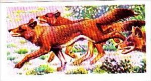 Brooke Bond Trade Card Asian Wildlife No 25 Indian Wild Dog or Dhole