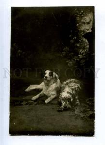 204570 RUSSIA HUNT English Setter photo old postcard