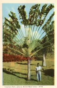 Jamaica Travelers Palm and Local Native