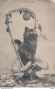 Black cat in a basket , 1905