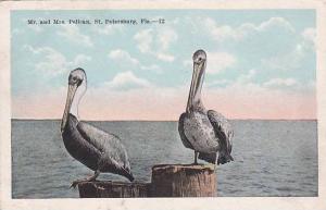 Florida Saint Petersburg Mr And Mrs Pelican