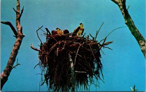 Osprey Fish Hawk Nesting Everglades National Park Florida UNP Vintage Postcard 