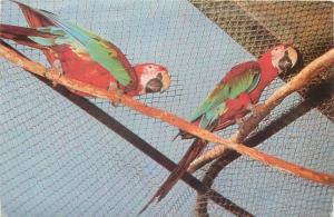 parrots postcard zoo bucharest romania