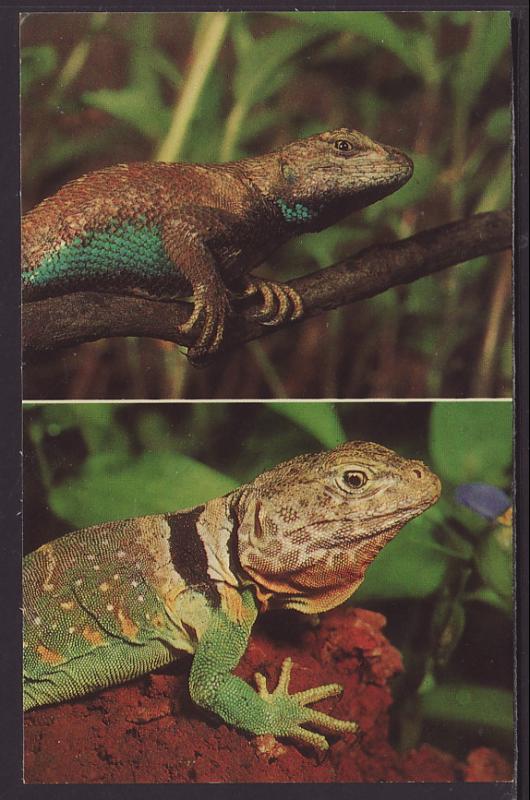 Fence Lizard,Collared Lizard Postcard