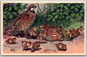 Vtg Bob White Quail Cock Hen Wildlife Series 2 Lynn Bogue Hunt 1939 Postcard