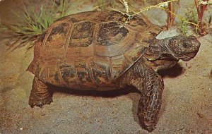 Desert Tortoise Fish / Sea Mammals Unused 