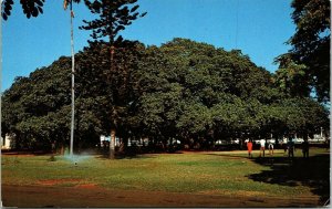 Famous Banyan Tree Lahaina Maui Hawaiian Islands Hawaii HI Postcard Mirro WOB 
