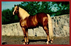 Horse - A Western Thoroughbred - [MX-1095]