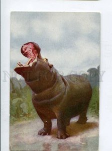 416075 HUNT hippo river-horse by KUHNERT vintage Russian postcard