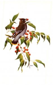 Birds , Bohemian Waxwing  , artist signed