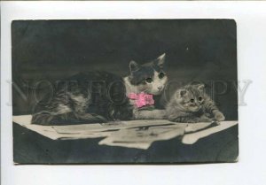 423555 Family CAT Pussy KITTY w/ Real Eyes Vintage PHOTO PC
