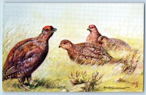 England Postcard Red Grouse British Game Birds c1910 Oilette Tuck Art