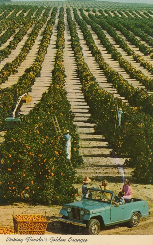 Picking Golden Oranges in Sunny Florida