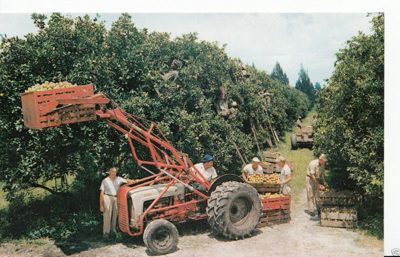 America Postcard - Citrus Harvest in Florida   P218